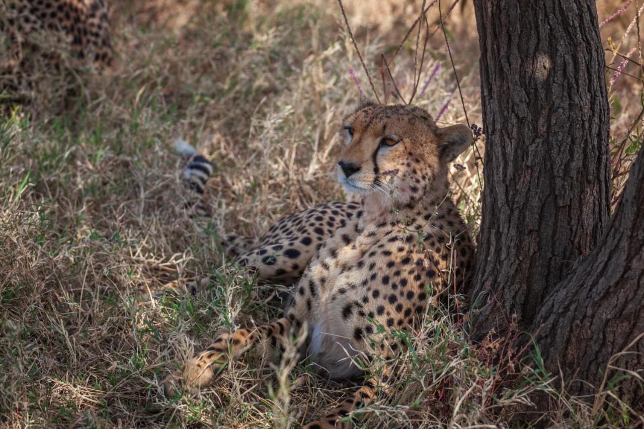 Mawe Tented Camp Serengeti Exterior photo