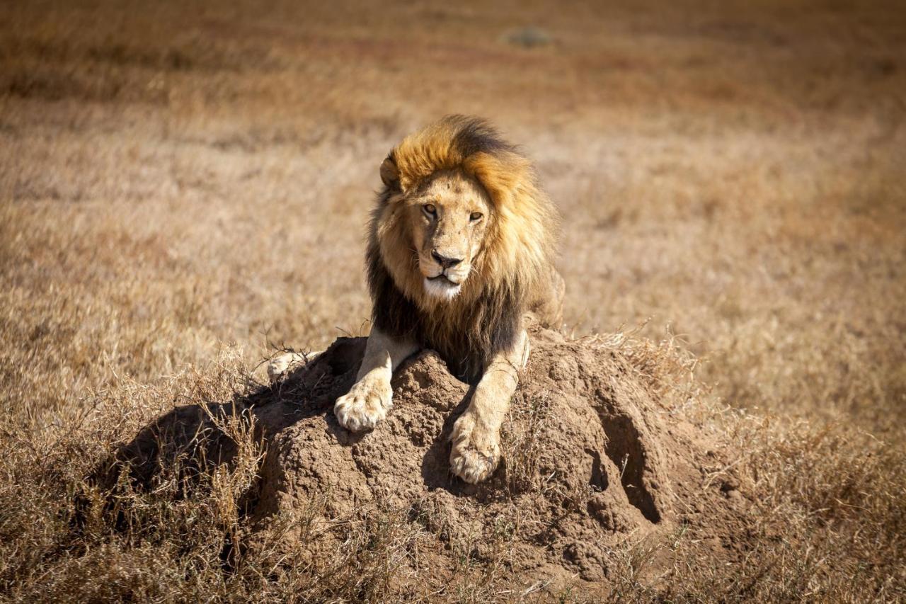 Mawe Tented Camp Serengeti Exterior photo